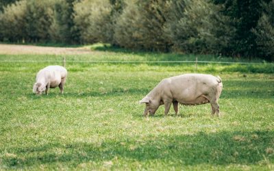 Fields of Compassion: Exploring the Ethics of Farming and Animal Welfare